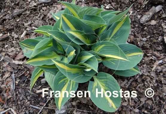 Hosta Party Popper - Fransen Hostas